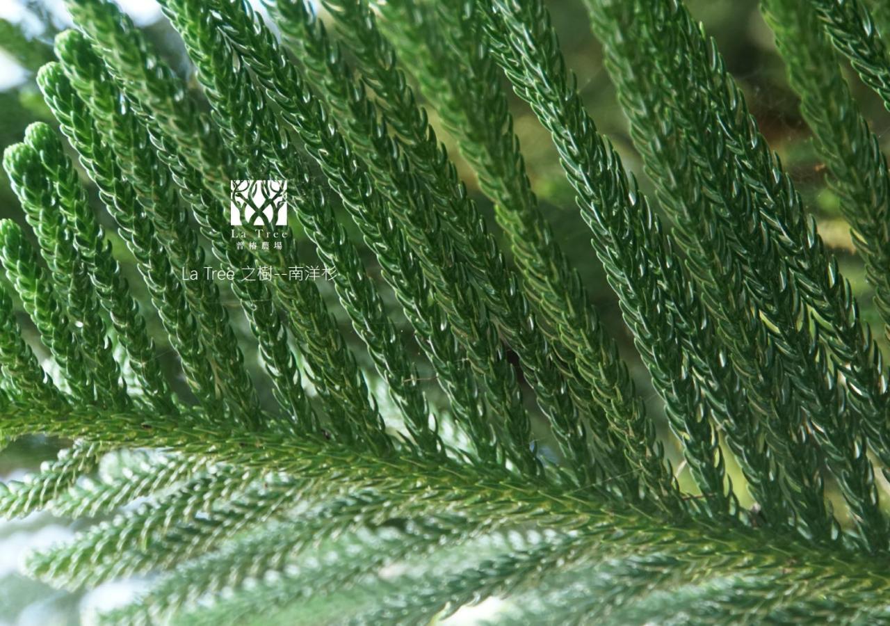 La Tree 普椿農場木子莊園 Daire Donghe Dış mekan fotoğraf