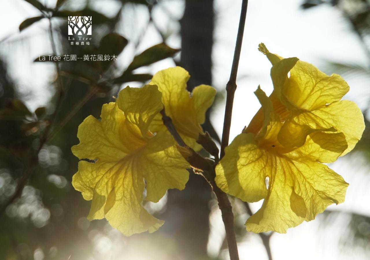 La Tree 普椿農場木子莊園 Daire Donghe Dış mekan fotoğraf