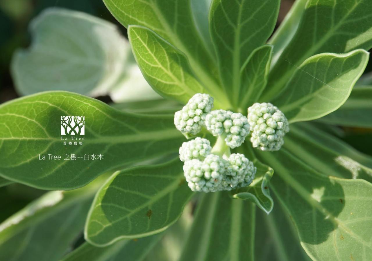 La Tree 普椿農場木子莊園 Daire Donghe Dış mekan fotoğraf